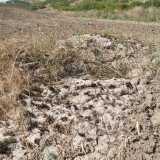 Prima di salire a visitare il cratere, ci dirigiamo verso quella che sembra essere una bocca pi� piccola: in realt� � un vulcanello pi� piccolo. Ci mettiamo qualche minuto per trovarlo, perch� totalmente coperto dalla vegetazione: lo riconosciamo solo grazie alla roccia ricoperta di fango solidificato